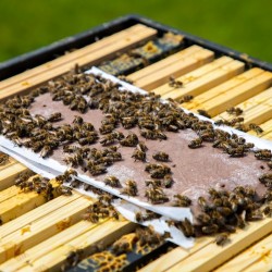 Alimentacion Torta Proteica 450gr (Caja 5.4 KG ) Apikand - La alimentación adaptada de las abejas garantiza la salud y una gran 