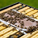 Alimentacion Apikand Torta Proteica 450gr - Palé 1584 und - La alimentación adaptada de las abejas garantiza la salud y una gran