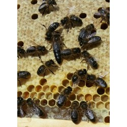 Inicio Nucleo de abejas - Material vivo Se reservan núcleos - enjambres Langstroth para primavera 2021 (aprox. mayo/junio), segú