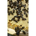 Reinas Nucleo de abejas - Material vivo Se reservan núcleos - enjambres Langstroth para primavera 2021 (aprox. mayo/junio), segú
