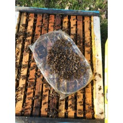 Alimentacion Alimento Ambrosia Palet (800 kg) Alimento para abejas de fácil conservación y muy valorado por los apicultores.
Fó