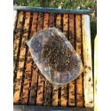 Alimentacion Alimento Ambrosia - Palé 800 kg Alimento para abejas de fácil conservación y muy valorado por los apicultores.

F