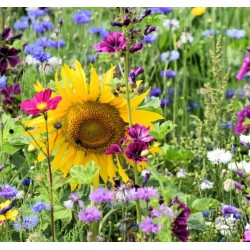 Semillas Semillas mezcla de plantas, flores de colores, para atraer a los abejorros Semillas mezcla de plantas para atraer a los