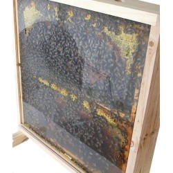 Transporte de colmenas y miel Colmena de observación Layens Formada por dos partes (cámara de cría y tapa) 
Su capacidad es de 